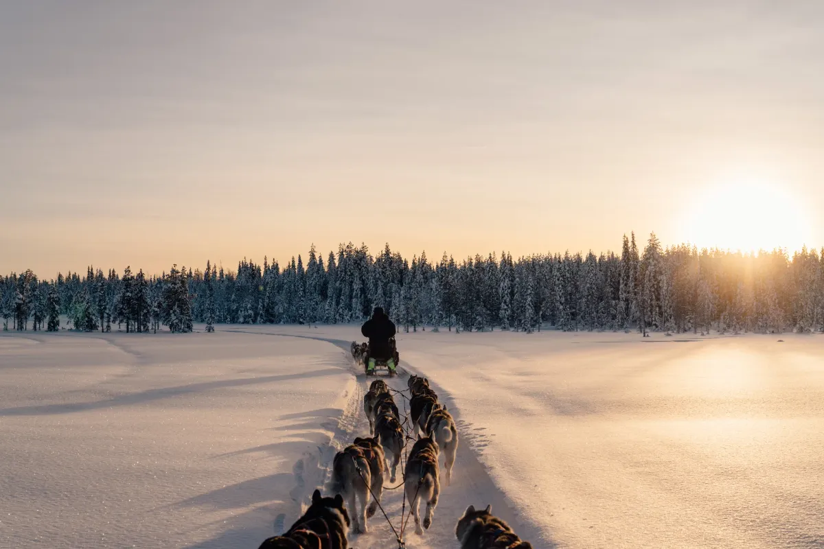Husky team pulling a sled through snow-covered forest
