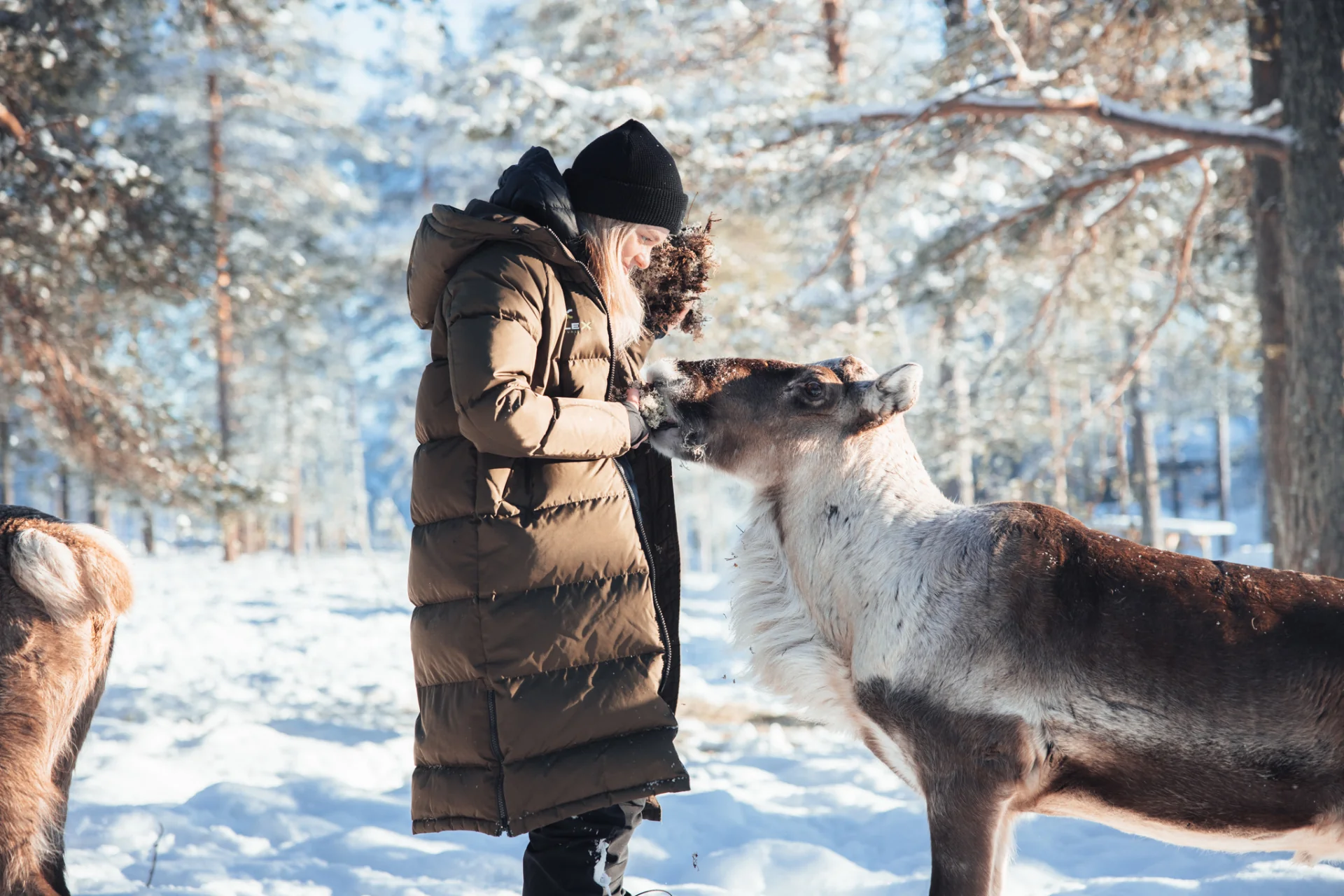 Reindeer with antlers standing in fresh snow beside a Sami herder in a winter landscape.
